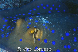 Fishs - Taeniura lymna by Vito Lorusso 